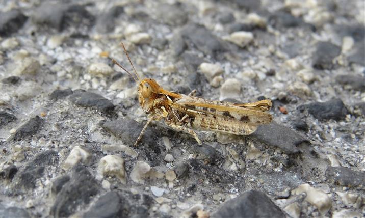 Acrididae: Dociostaurus sp.